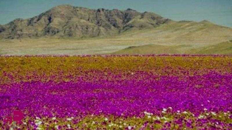 ”النينيو” تجعل صحراء جافة تزهر ورودا في تشيلي